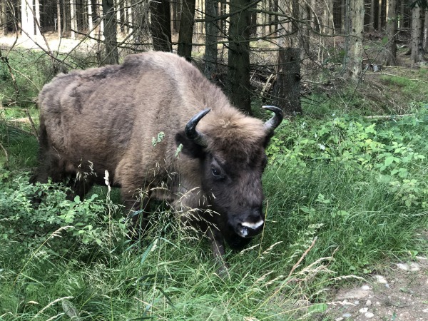 Bison (Wisent) in Almindingen